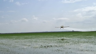 Fumigacion avioneta