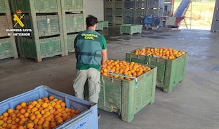 Robo naranjas