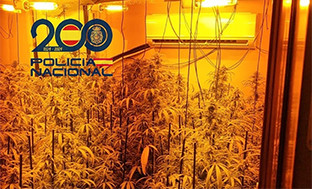 Plantaciu00f3n marhuana